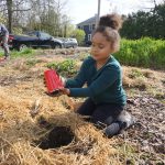 Millie planting seedilngs