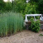 compost heated greenhouse and wheat