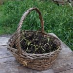 Elderberry from the farm