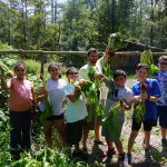 harvesting beets with Club