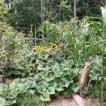 corn, beans, squash and sunflowers