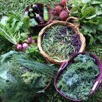 summer harvest for sharing