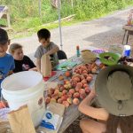 sorting peaches for club