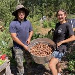 early summer potato harvest